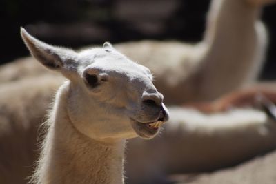 Close-up of llama outdoors