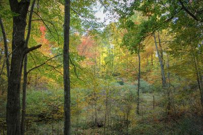 Trees in forest during autumn