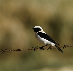 Close-up of bird perching outdoors