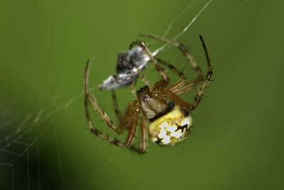 Close-up of spider