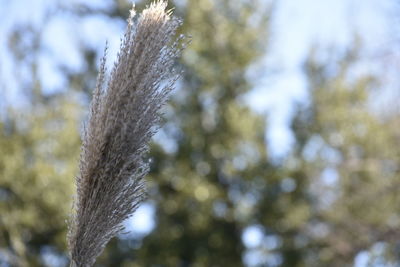Close-up of feather on tree against sky
