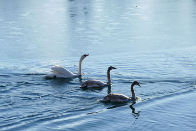 Swans swimming in lake