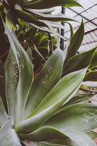 Close-up of wet leaves