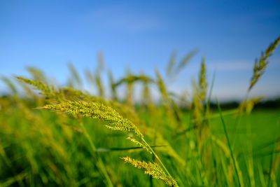 Close-up of wheat growing on field against sky