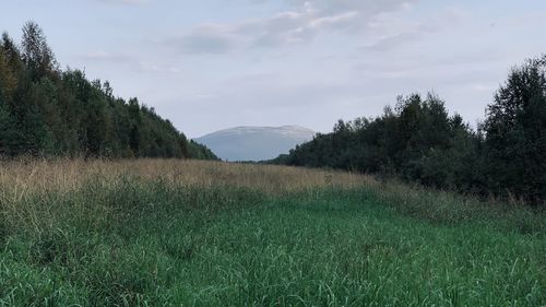 Scenic view of field against sky