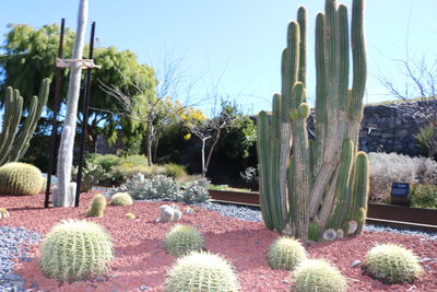 Close-up of cactus on field against sky