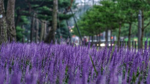 Pine trees with lily turf