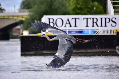 Bird flying over the water