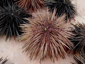 Low angle view of palm trees