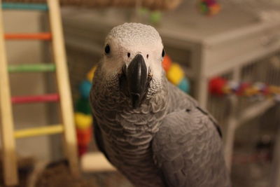 Close-up of parrot in cage