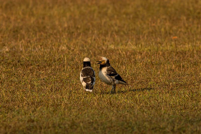 View of two birds on land