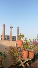 Potted plants by building against clear sky