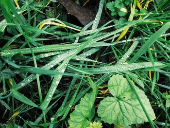 High angle view of wet plants on field