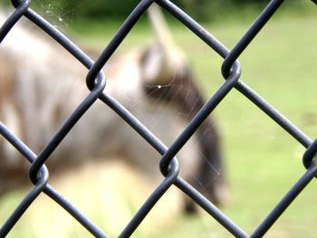 Close-up of chainlink fence animal in background