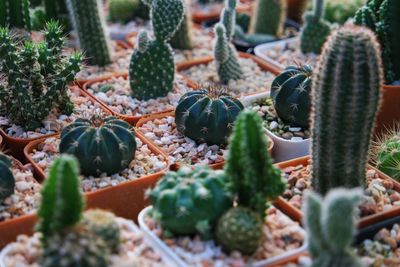 Full frame shot of cactus growing at nursery