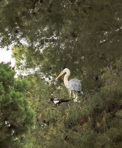 Bird in a lake