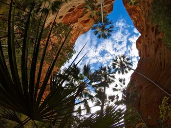Low angle view of coconut palm trees against sky