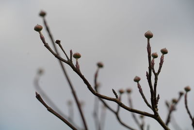 Low angle view of buds on branch