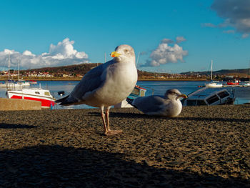 Seagull perching on beach against sky