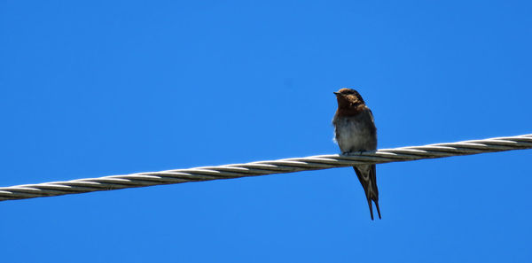 Low angle view of bird perched on blue sky