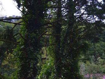 Trees in forest