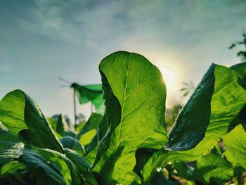 Close-up of fresh green leaves against sky