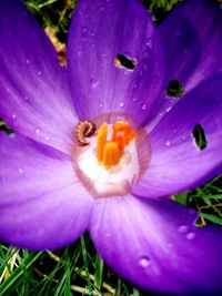 Close-up of purple flower blooming outdoors