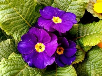flowering plant