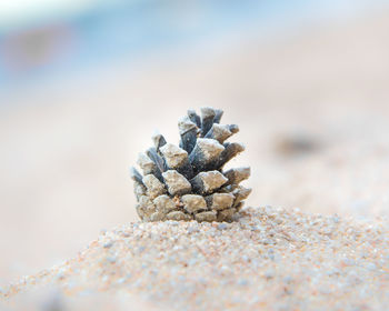 Close-up of pine cone on rock