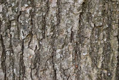 Full frame shot of tree trunk