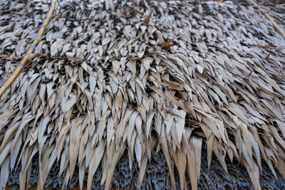 Full frame shot of dried plant