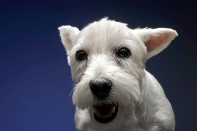 Close-up portrait of white dog against sky