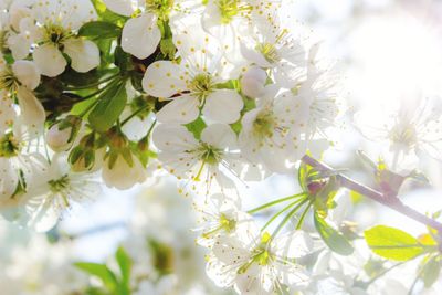 Close-up of white cherry blossom tree