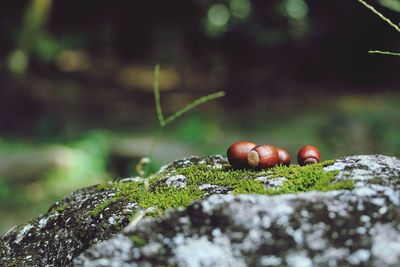 Close-up of mushroom growing on rock