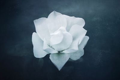 Close-up of white rose blooming against black background