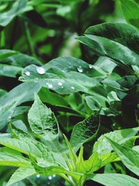 Close-up of leaves