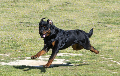 Dogs running on field