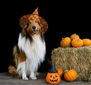 Close-up of dog on pumpkin against black background