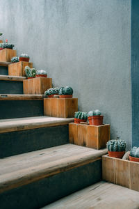 Potted plant on staircase against wall