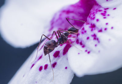 Close-up of ant on flower