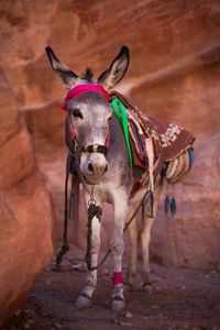 Donkey standing by rock formation