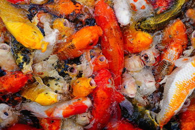 Close-up of fish swimming in sea