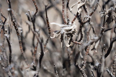 Close-up of snow on plant