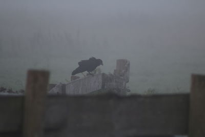 Bird perching on fence against sky