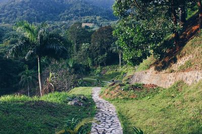 Panoramic view of trees on landscape