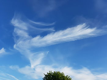 Low angle view of trees against blue sky