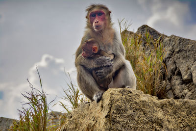 Monkey sitting on tree stump
