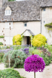 Purple flowering plant against building