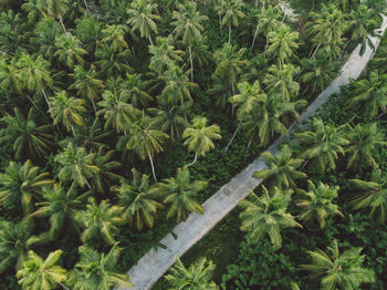 Aerial view of road amidst palm trees