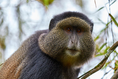 Close-up portrait of a monkey